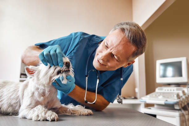 Best Pediatric Emergency Dentist in Elmore, AL